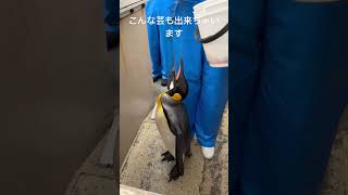 【キングペンギン】一発芸ができる下田海中水族館のスウくん #penguin #下田海中水族館 #オウサマペンギン  #キングペンギン  #癒し