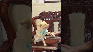 奶奶不仅当上了  也给奶奶赏了潮汕土狗 土松犬