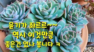 윤기가 좌르르 하며 미모 뽐내고  있는 다육이들 ~ 역시 이것만한게 없네요 ㅎ