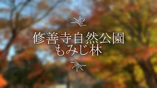 【紅葉】修善寺自然公園 もみじ林 2020.11.21