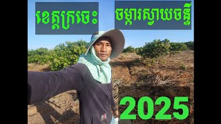 នេះគឺជាចំការស្វាយចន្ទីរបស់ខ្ញុំ ឆ្នាំ២០២៥ មកបាញ់ថ្នាំស្វាយចន្ទីស្លីបថតប្លុក