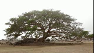 Sycamore tree, Senafe, Eritrea