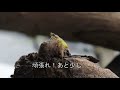 ベランダメダカ日記　水槽からヤゴの羽化！