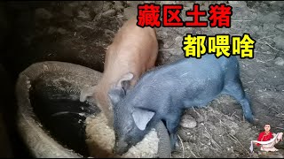 藏区土猪多能长？20斤的小猪一年就长500斤，舅舅家到底怎么喂的【嘉绒阿斌】