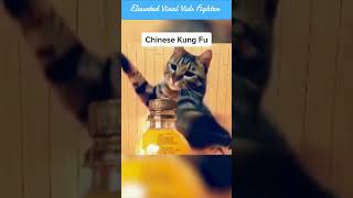 Are Cats the best Fighters? Funny Animal Short, Chinese Kung Fu, Going Under