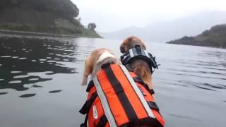 カヌーのデッキに乗る／がく元気ママさんちの愛犬がく＆元気