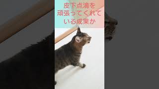 腎臓病ステージ4のキジ猫の近況