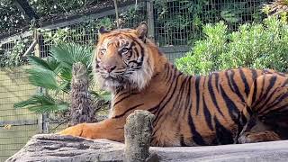 八木山動物公園   スマトラトラ  ケアヒ