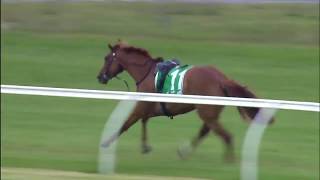 【海外競馬】カラ馬で暴走する競走馬を75歳の男性がまさかのファインプレーで確保