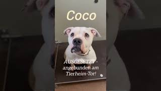 Alle Tierheime sind voll mit Hunden... leider meistens nicht mit einfachen...