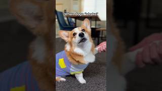 Corgi is forced to take a bath!