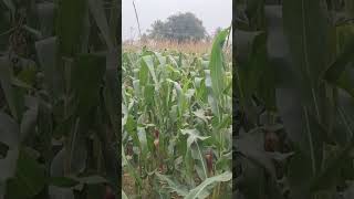 #vivasayam🌾 vivasayam whatsapp status tamil 🌾#agriculture #tredingshorts #nature #farming #shorts