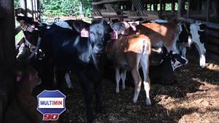 Multimin 90 - Lee Dairy - How we use it to improve reproduction and health.