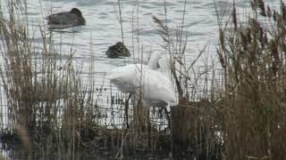 ヘラサギ疑似造巣20191201米子水鳥公園MVI 7453