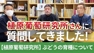 植原葡萄研究所さんにブドウの育種について質問させていただきました！