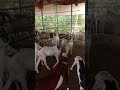 haidari goat farm.badarpur.