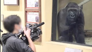 Gorilla⭐️ what are you doing? Gentaro was very excited to be filmed by two cameramen.【Momotaro】