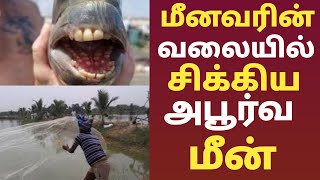 அதிசய மீன் | மீனவர் வலையில் சிக்கிய அபூர்வ வகை மீன்!!