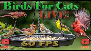 🔴Cat TV LIVE | Bird Watching | Fall Asleep To The Sound Of Birds