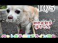 10 6 朝☁️ワンちゃんドッグラン〜猫ちゃん〜のご様子です♪羽田空港近くのペットホテルエアライン羽田にご宿泊中のペットちゃん達です♡