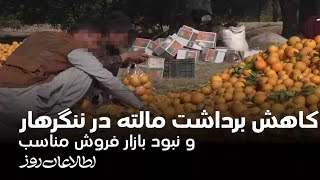 کاهش برداشت مالته در ننگرهار و نبود بازار فروش مناسب