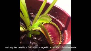 "venus fly trap " dionaea muscipula | carnivorous plant