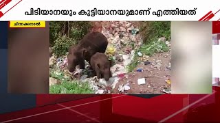 ചിന്നക്കനാലിലെ മാലിന്യക്കുഴിയില്‍ കാട്ടാന | Wild Elephant | Chinnakanal |