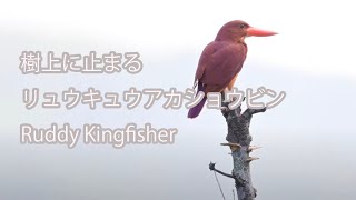 【樹上に止まる】リュウキュウアカショウビン Ruddy Kingfisher