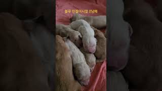 골든리트리버 꼬물이들 11남매 몸은 엄청 힘들었지만 그래도 그때가 그립네요 #짱아네가족 #goldenretriever