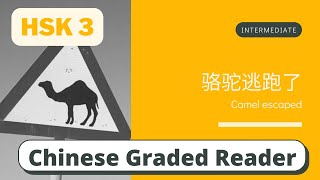 骆驼逃跑了 | Intermediate Chinese Reading (HSK 3) | Learn Chinese through News