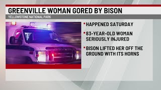 Greenville woman gored by bison at Yellowstone National Park