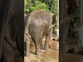 How We Rescued Elephants - From Former Tourist Attractions to Rescued Elephants - Saving Elephants -