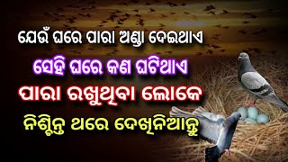 ଯେଉଁ ଘରେ ପାରା ଅଣ୍ଡା ଦେଇଥାଏ , ଜାଣନ୍ତୁ ସେହି ଘରେ କଣ ହୋଇଥାଏ ? niti bani odia | odia motivational tips