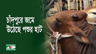 চাঁদপুরে জমে উঠেছে পশুর হাট