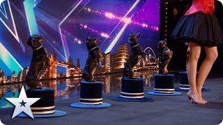 Doggies' Got Talent! Diana Vedyashinka and her DANCING dogs! | Auditions | BGT 2020