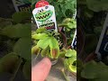 Little Pot of Horrors Venus Fly Trap