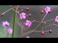 残暑続く・・・ ②ハゼラン！ coral flower.