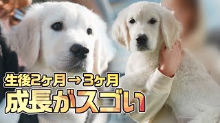 【衝撃】ゴールデンレトリバーの子犬の成長スピードがすごい！