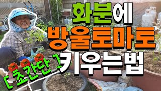 방울토마토 이렇게 간단하게 심어보세요 베란다텃밭 옥상텃밭