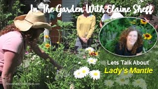 Green Path Herb School-Elaine Sheff Lady's Mantle in the Herb Garden