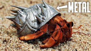 I made a tiny suit of armor for a hermit crab