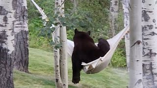 Funny moment huge bear attempts to take a nap in a hammock | SWNS