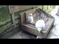 salisbury cathedral why is there an extra chick in our peregrine nest