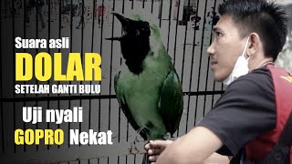 Gopro Nekat - NYALI DOLAR DI KELAS UTAMA - Nasroh manuk Dongkal Sf