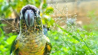 Whose bird is walking in my garden? green cheek conure parrot sounds, Videos for birds to relax