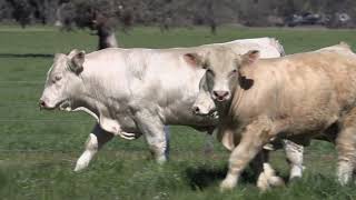 Kenmere Charolais 2019 Show Team