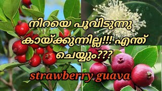 സ്ട്രോബറി പേര- നിറയെ പുവിടുന്നു..!!! കായ്ക്കുന്നില്ല .. എന്ത് കൊണ്ട്???