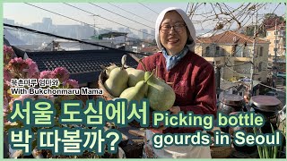 북촌마루 엄마와 서울 도심에서 박 따볼까?Picking bottle gourds in Seoul