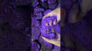 Purple Heart crushing #asmr #funfunletsgo #fyp #gymchalk #crunchy #viral #shorts