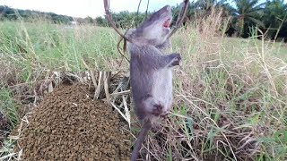 ดักหนู/ลุยดงหนูใหญ่/ในป่าหญ้าขน หมายแบบนี้หนูพุกชอบอยู่